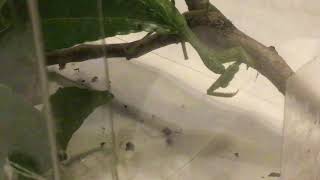 A slender necked praying mantis eating a black widow