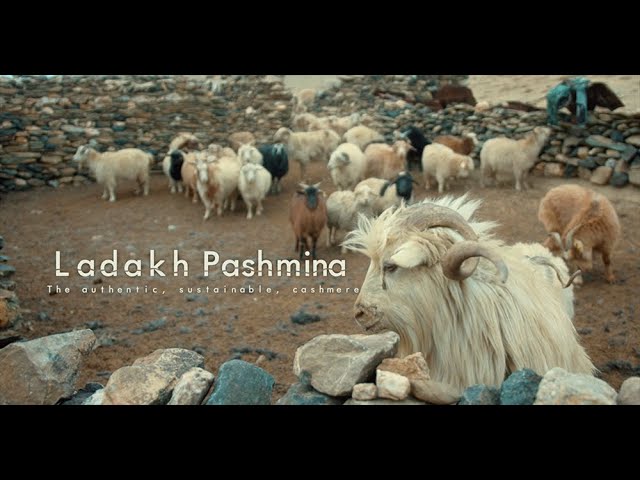 Ladakh Pashmina: The authentic, sustainable cashmere