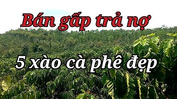 Siêu Đẹp! 5 Xào Cà Phê xã Quảng Tân,Tuy Đức _Đắk Nông/Bán Đất Đắk Nông