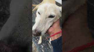 bezubaan se payar kro 🥰 nafrat nhi 🐶# #streetsdogs #