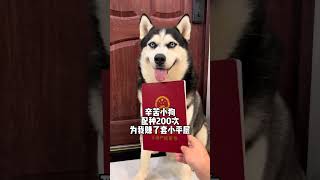 Breeding 200 times gave me a small profit. Husky Erha’s Cute Pet Debut Plan. The dog’s confusing