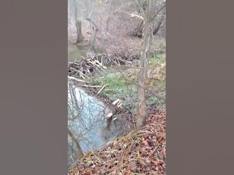 платина бобра #буднипчеловода - YouTube