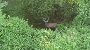 SCOUTING FOR BUCKS WITH A DRONE?! - Channel Introduction