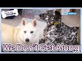 We Don’t Get Along [Dogs are incredible : EP.206-3] | KBS WORLD TV 240213