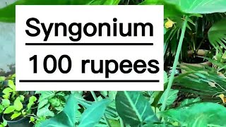 Nursery visit with price | plant price | plant gram