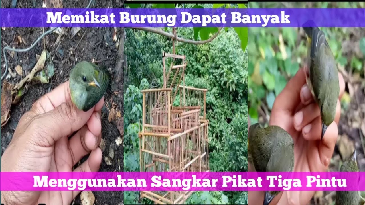 Memikat burung dapat banyak