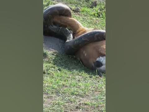 Python killing gazelle in Amboseli national park#viralvideo #viral# ...