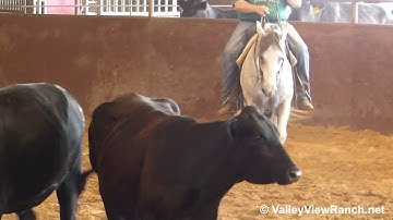 Smart Jag Time - fun working cows! - ValleyViewRanch.net