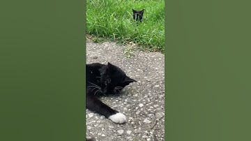 CatNip Behind the Scenes #catnip #cats #tuxedocat #viral