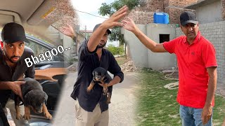 Rottweiler Puppy ko Utha k Sabtain Ghr Se Bhag k Gaon Chla Gea