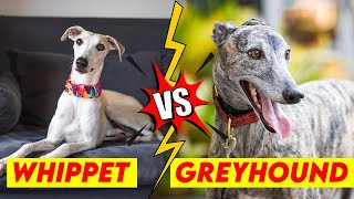 Whippet Vs Greyhound, Key Differences & Similarities