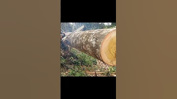 Expert chainsaw operator,,cuts overhanging logs