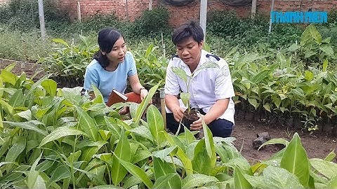 Nhân giống chuối cấy mô kiếm hàng trăm triệu mỗi năm