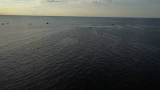 Manomet Point, Plymouth, Ma Humpack Whale Breaching - Prime Drone Solutions Aerial Video