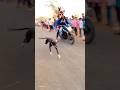 kolhapur dog race || dog res || Dog racing kolhapur || #shorts