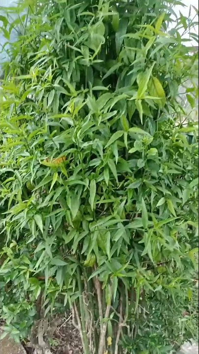 tanaman sambung nyawa...banyak manfaatnya..@hobiku8715 #shorts #29082022#tanaman #tanamansubur #