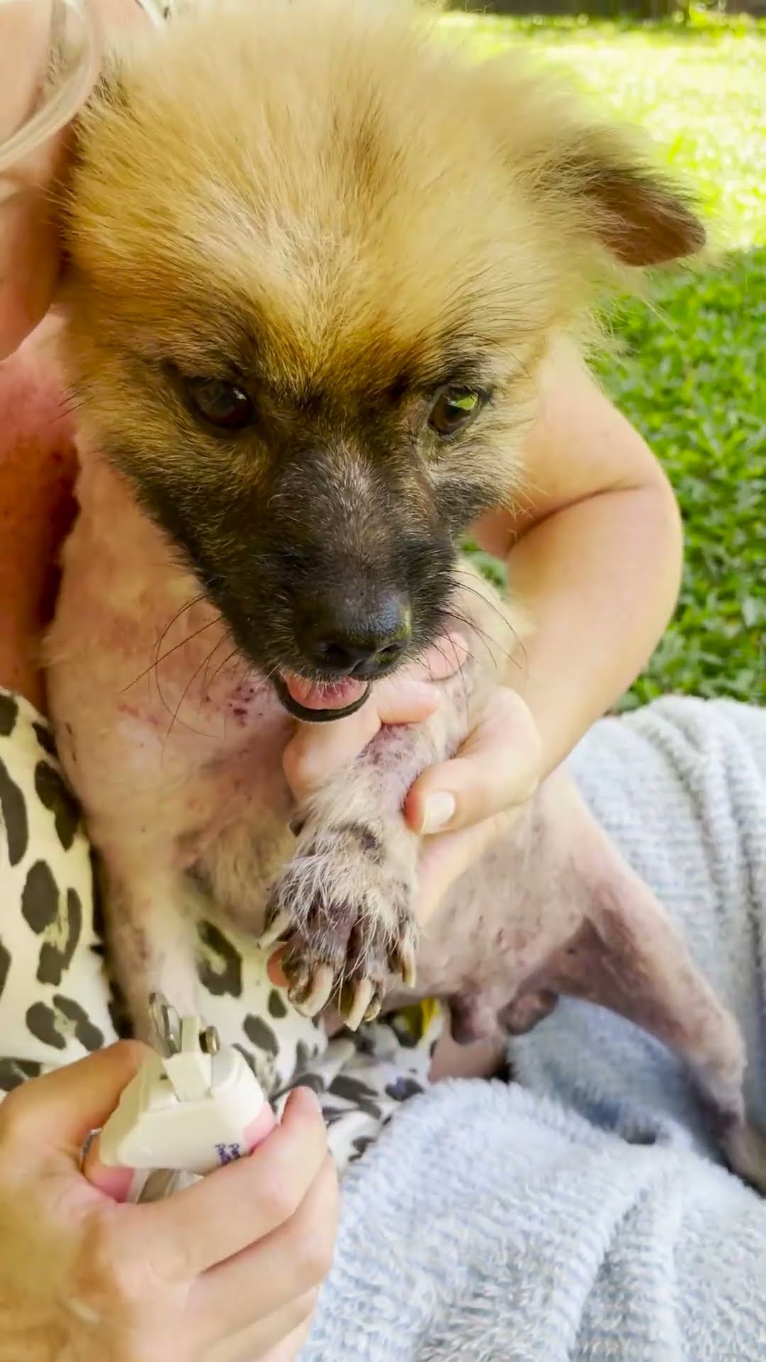 Pomeranian Locked In A Cage By His Owners Has His Own Playroom Now | The Dodo