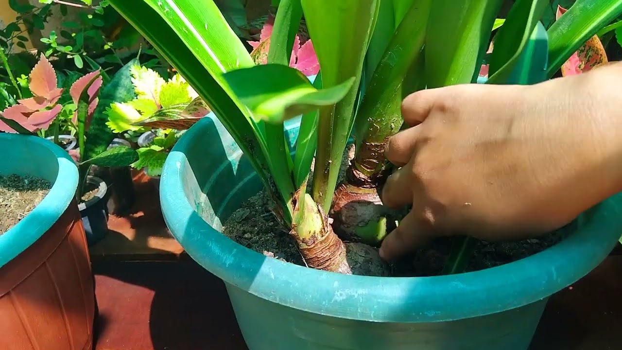 ලස්සනම ලස්සන ඇමරිලිස්...