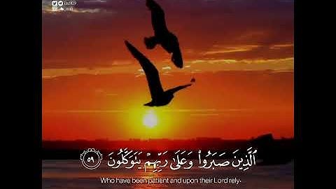 القارئ عبدالرحمن مسعد {‏‏الَّذِينَ صَبَرُوا وَعَلَى رَبِّهِمْ يَتَوَكَّلُونَ} من سورة النحل
