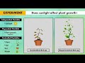 The Impact of Sunlight on Plant Growth and Variable Relationships