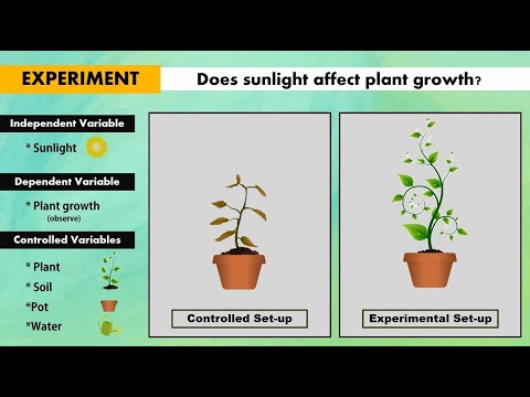 Independent, Dependent and Controlled Variables in Controlled and Experimental Set-up