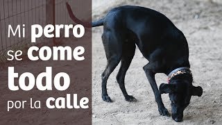 Mi perro se come todo por la calle [ Solución ]