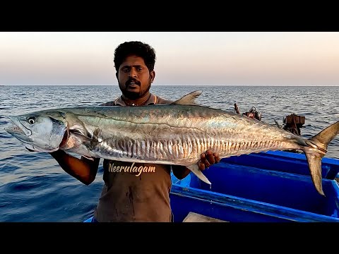 Catching Biggest King Fish in the Deep