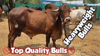 top quality bull's for sale in nizambad | deoni ongole Lal khandari & Desi bull's | bade janwar