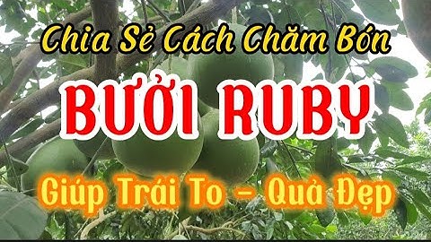 Vườn Bưởi Ruby - Trái To quả đẹp nhất miền Bắc - phúc thọ Hà Nội [Kết nối nhà nông