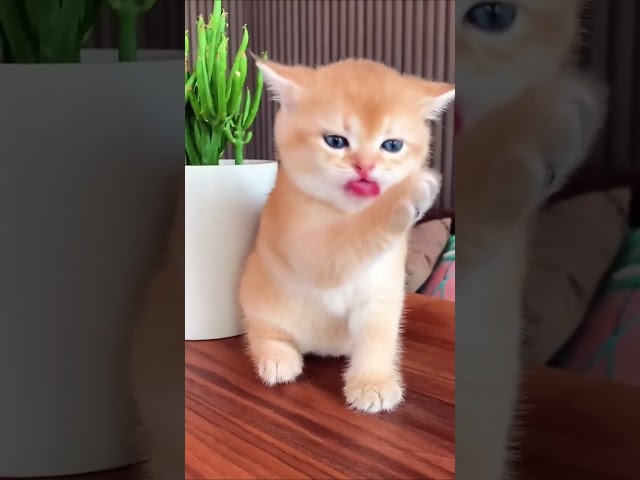 Funny Cats & Cute || Kucing Imut Dan Lucu class=