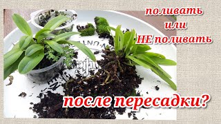 Пересадка сеянцев КАТТЛЕИ. Поливать ли после пересадки?