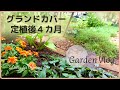 【ガーデンvlog】クリーピングタイムとアジュガのグランドカバー