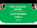 Kulea Ndama Calf Rearing Calf ID Calf Bucket Feeding Dis Budding Part 3 Kulea Ndama Calf Rearing Calf ID Calf Bucket Feeding Dis Budding Part 3