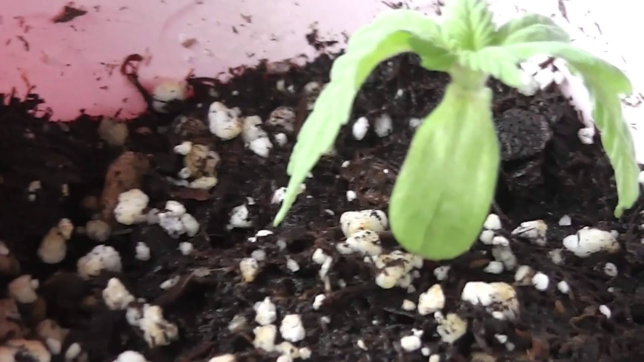 Day 8 - GDOT & Vanilla Kush grow.