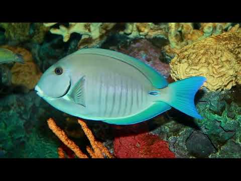 Video: Pesce della barriera corallina comune della Florida e dei Caraibi