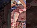 "Perfect silvar carp Filleting – Smooth Cutting Skills" #shorts