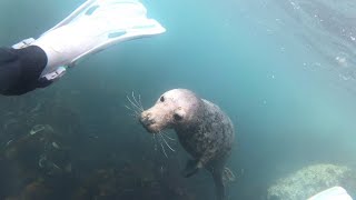 Lundy Island Scuba Diving With Seals by NaturePOV 85 views 7 months ago 12 minutes, 22 seconds