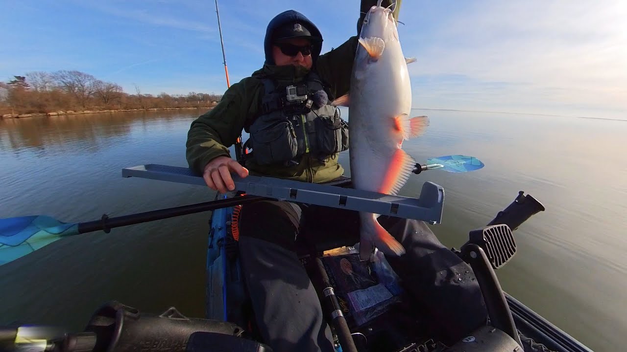 Big Blue Cat on Susquehanna river. Fishing Maryland. 