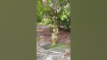 cocoa tree /#shorts /#ytshorts