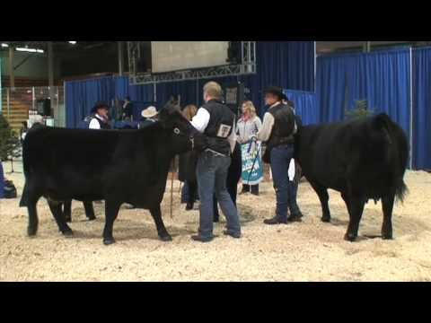 video phone beyonce mp3 Western Canadian Agribition Angus Show