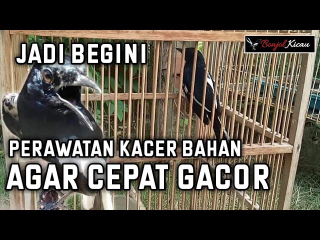 Bongkar Rawatan Kacer Bahan Agar Cepat Gacor - BONJOL KICAU class=