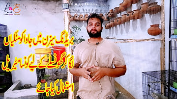 Java Sparrow Best Material For Nesting|| Java Finch Breeding Tips|Lala Aviary Shed