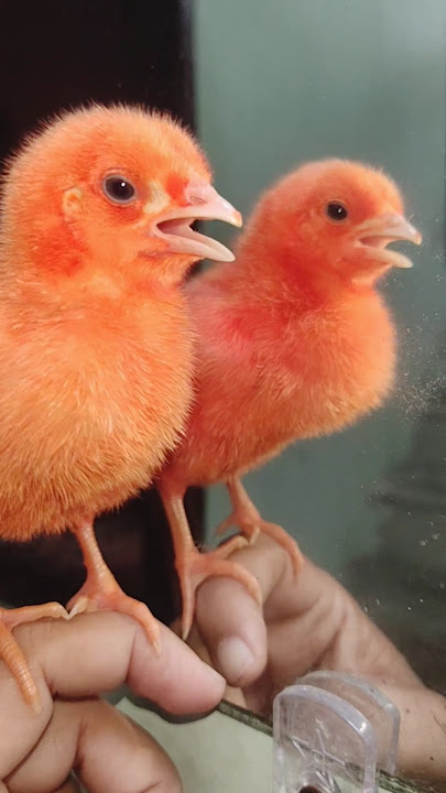 Wow cutie colour chicken video | hen  baby cutie sound | mugi ke chuze ke awaz #birds #wildlife