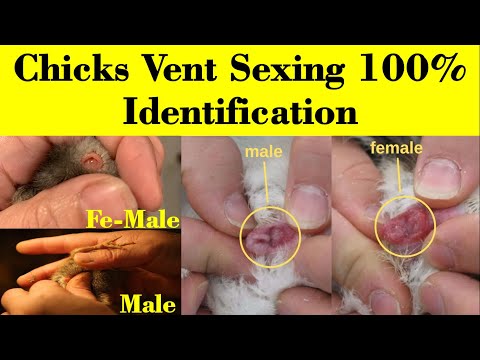 How to Identify Male and Female Chicks | Vent Sexing in chicks | chicks sexing | hen | Baby Chicks