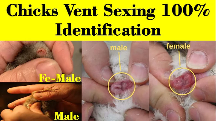 How to Identify Male and Female Chicks | Vent Sexing in chicks | chicks sexing | hen | Baby Chicks