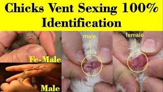 How to Identify Male and Female Chicks | Vent Sexing in chicks | chicks sexing | hen | Baby Chicks Resimi