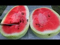 5 Tips to Help You Harvest A Ripe Watermelon From Your Garden EVERY TIME