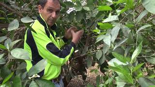 A high density citrus pruning experiment - Chunk pruning