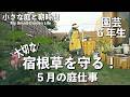 庭に時間をかけられないけど、コレだけはやる。大事な宿根草を守る初夏の庭仕事｜有機栽培の防虫対策｜小さな庭