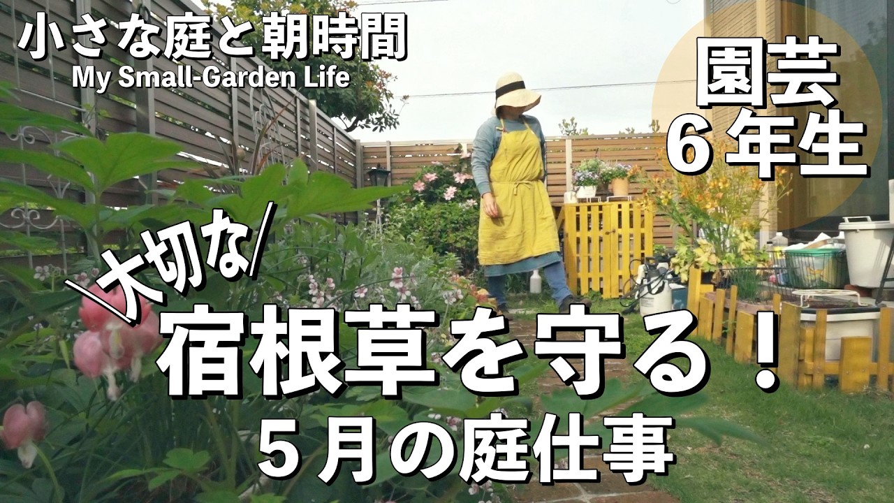 庭に時間をかけられないけど、コレだけはやる。大事な宿根草を守る初夏の庭仕事｜有機栽培の防虫対策｜小さな庭